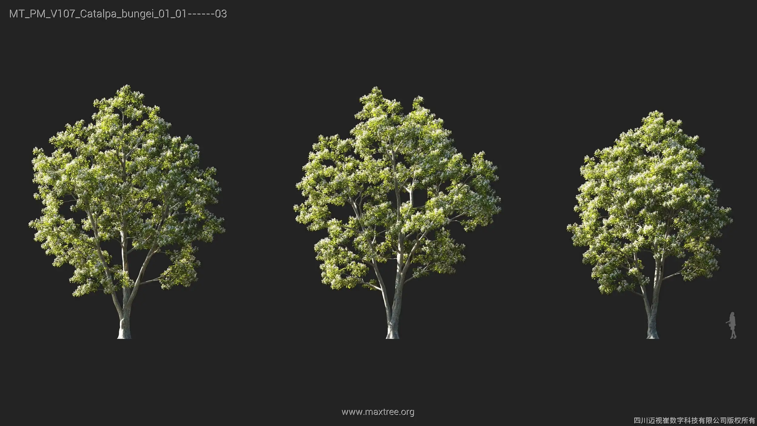 دانلود 72 مدل سه بعدی درخت - 6