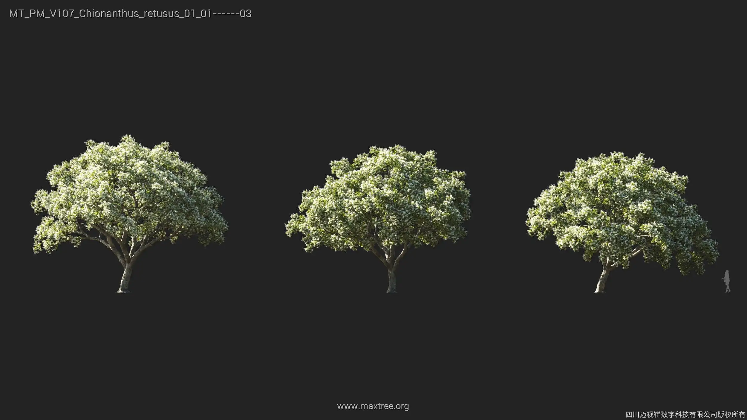 دانلود 72 مدل سه بعدی درخت - 8