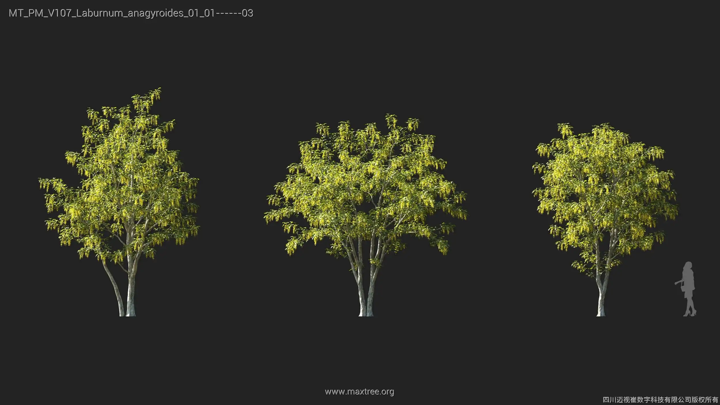 دانلود 72 مدل سه بعدی درخت - 16