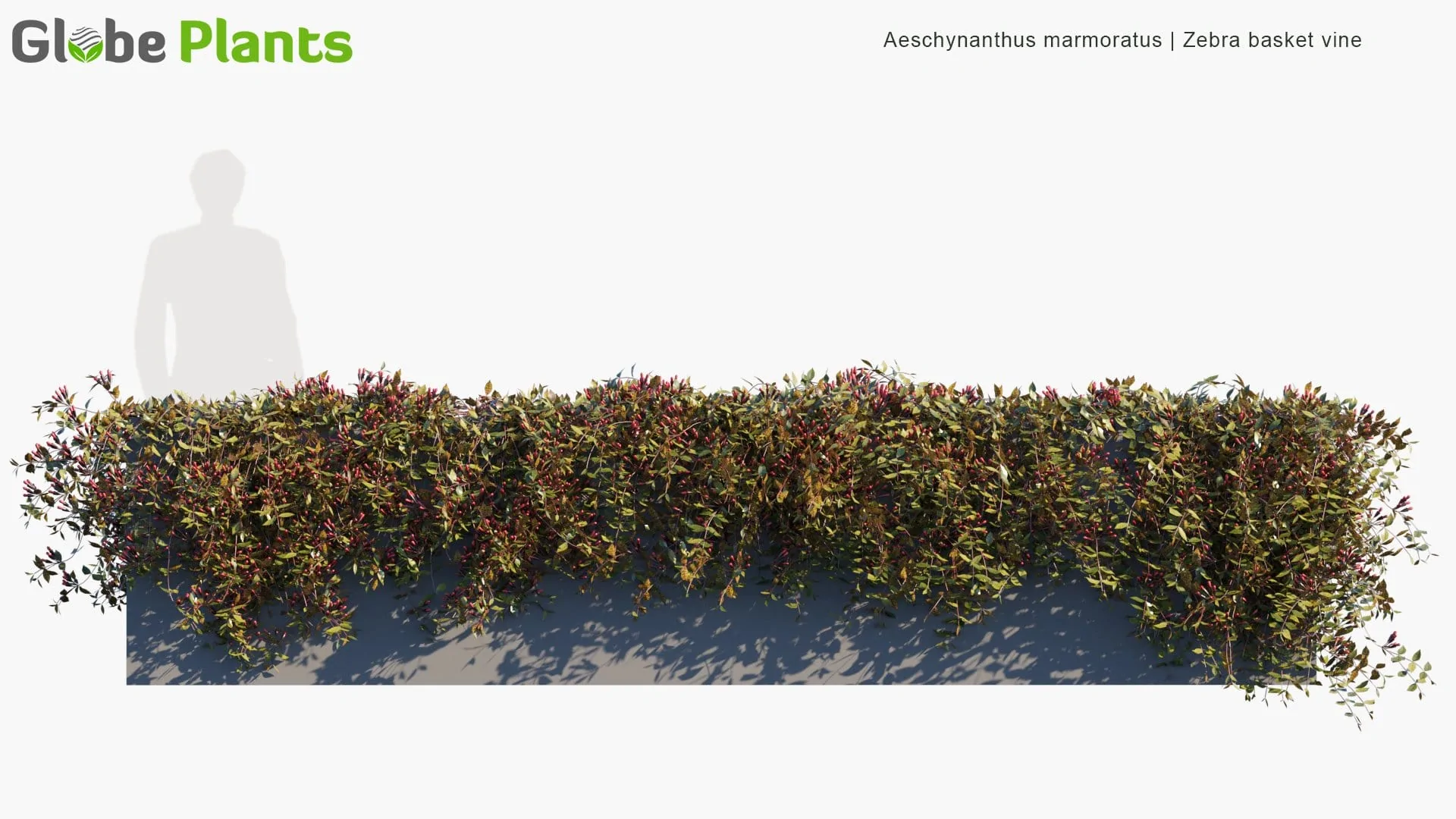 دانلود 80 مدل سه بعدی درخت انگور و گیاه پیچک - 2