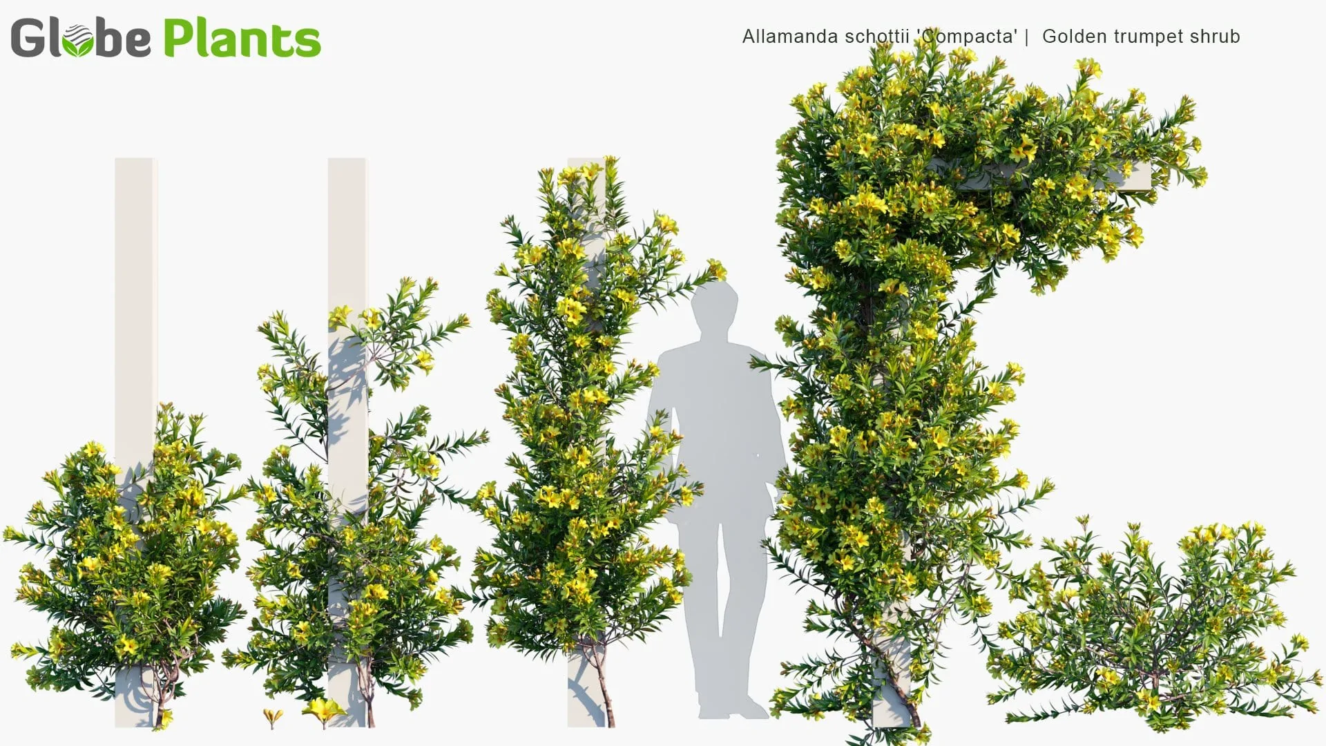 دانلود 80 مدل سه بعدی درخت انگور و گیاه پیچک - 4