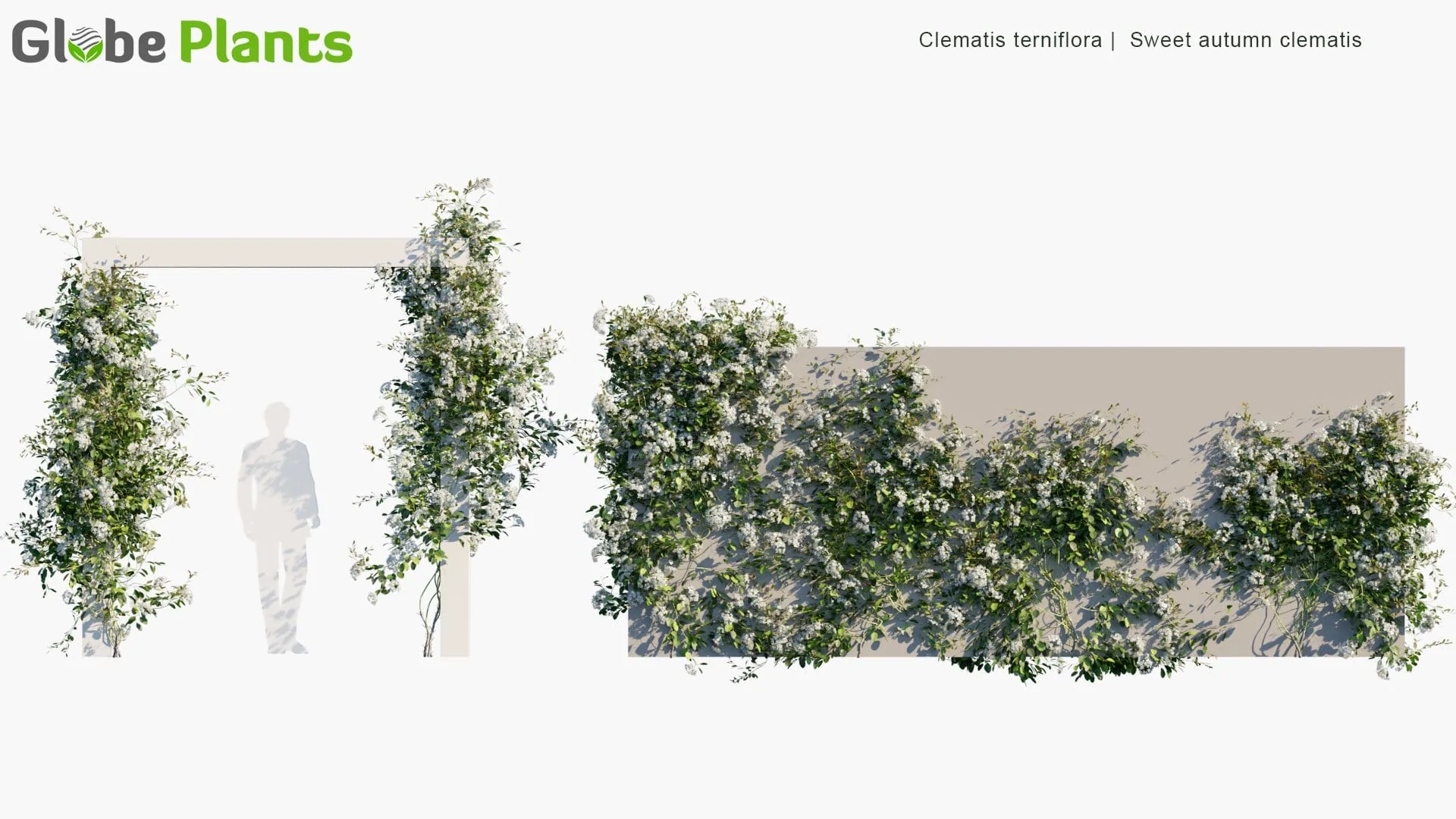 دانلود 80 مدل سه بعدی درخت انگور و گیاه پیچک - 6