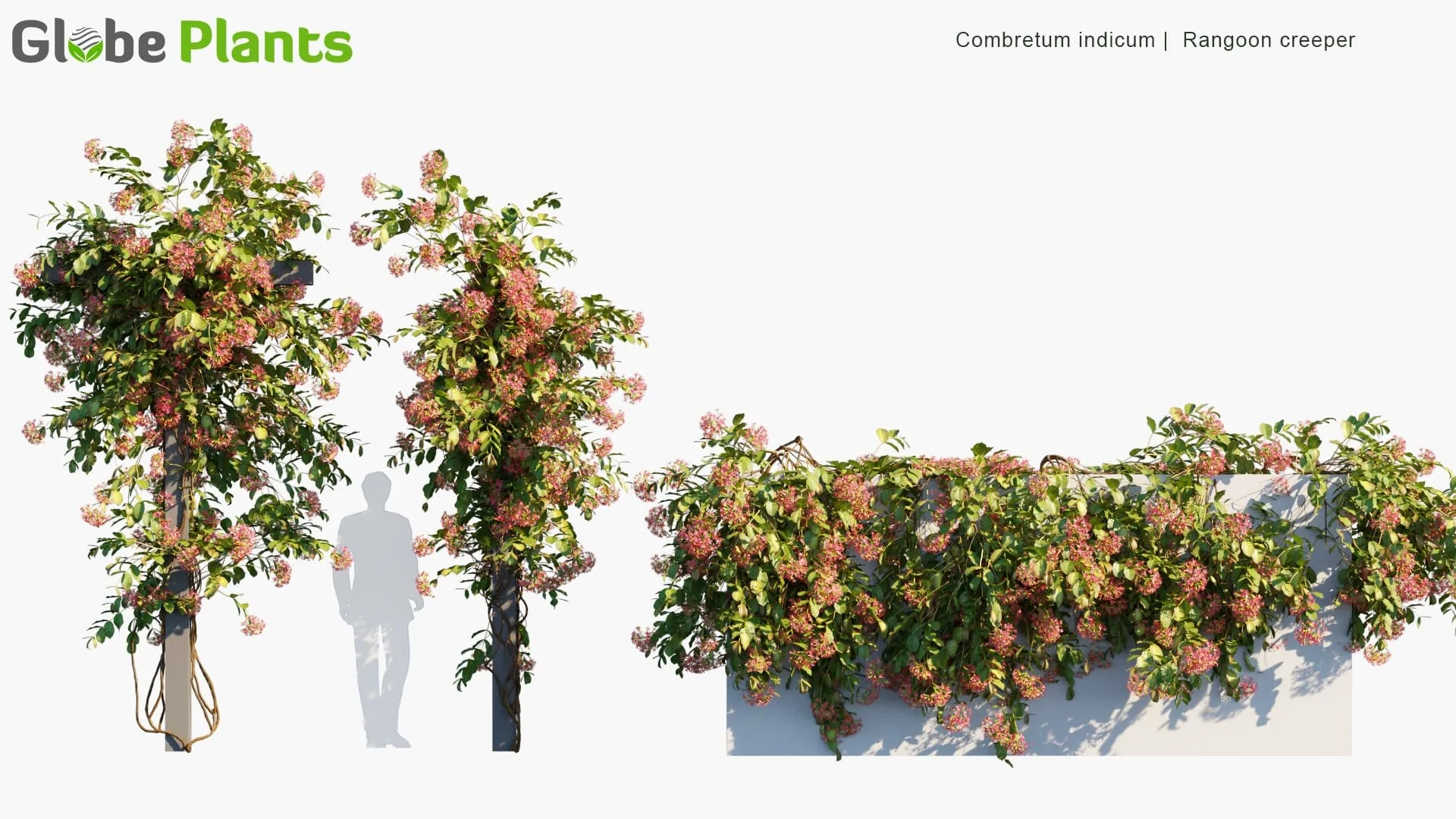 دانلود 80 مدل سه بعدی درخت انگور و گیاه پیچک - 8