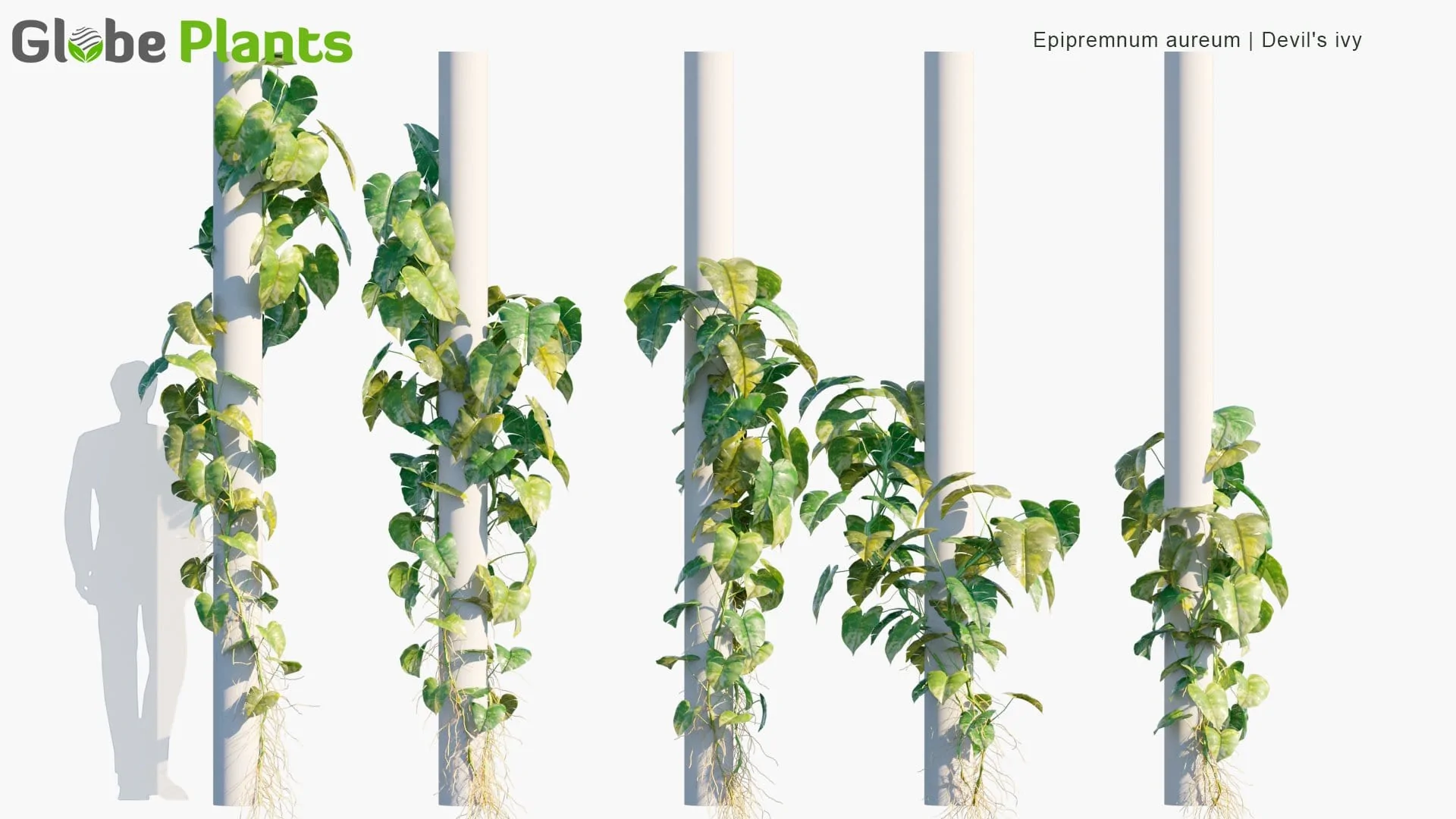 دانلود 80 مدل سه بعدی درخت انگور و گیاه پیچک - 10