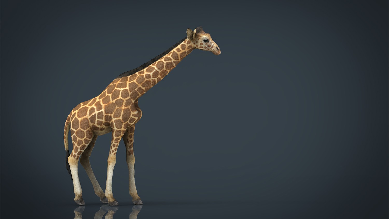 مدل سه بعدی حیوانات آفریقایی - 6
