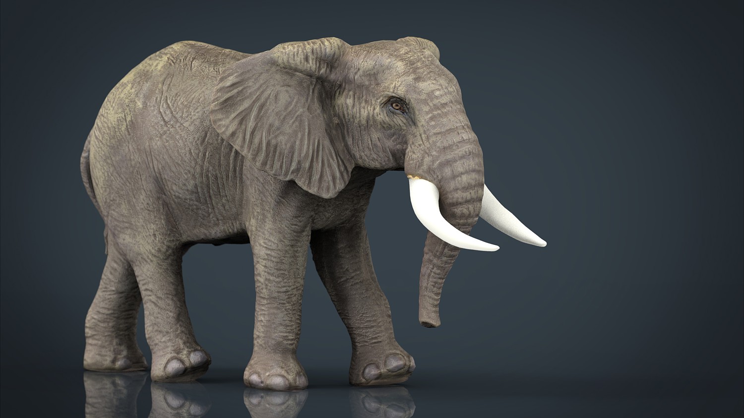 مدل سه بعدی حیوانات آفریقایی - 10