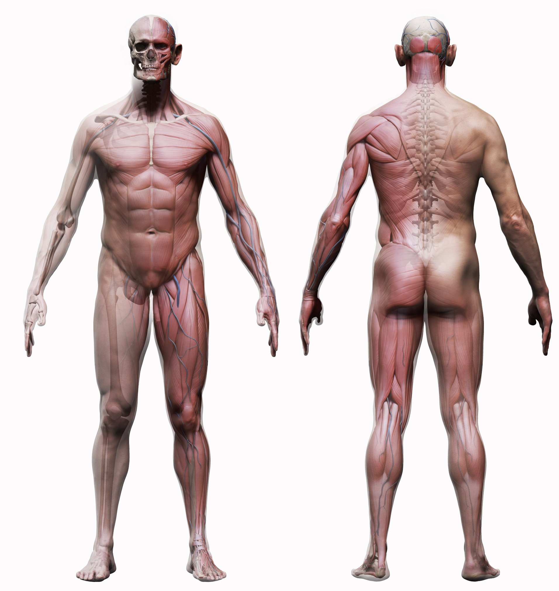 مدل سه بعدی آناتومی مرد - 9