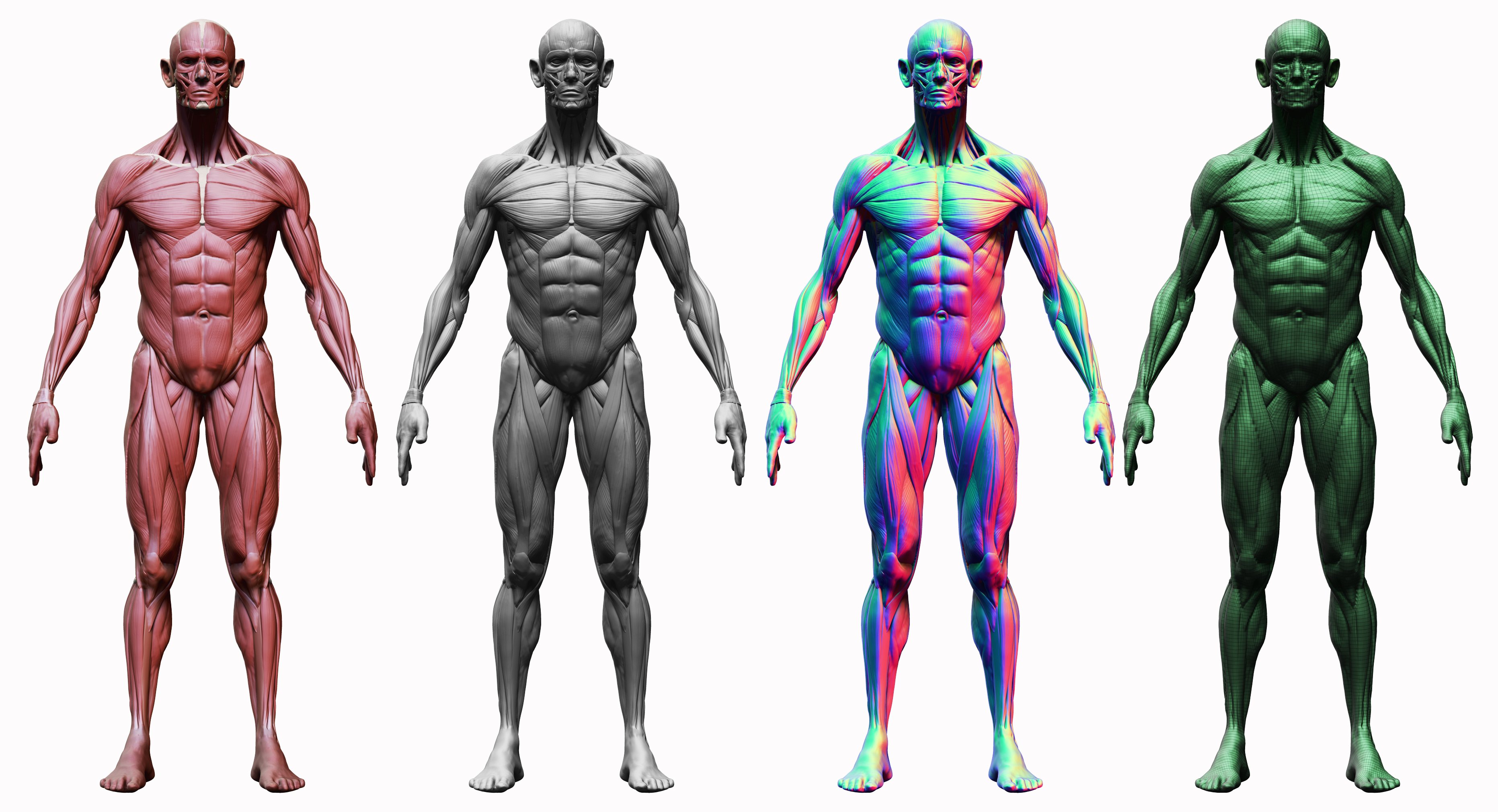 مدل سه بعدی آناتومی مرد - 8