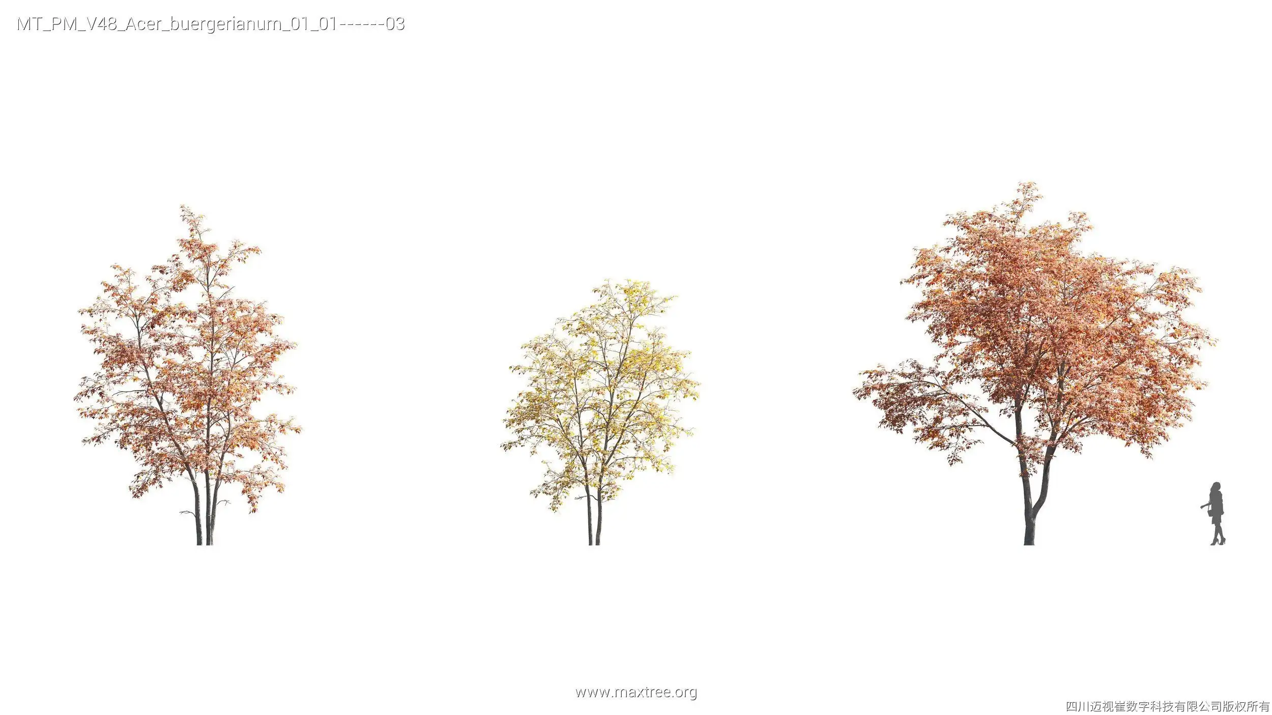 دانلود مدل سه بعدی درخت پاییزی - 2