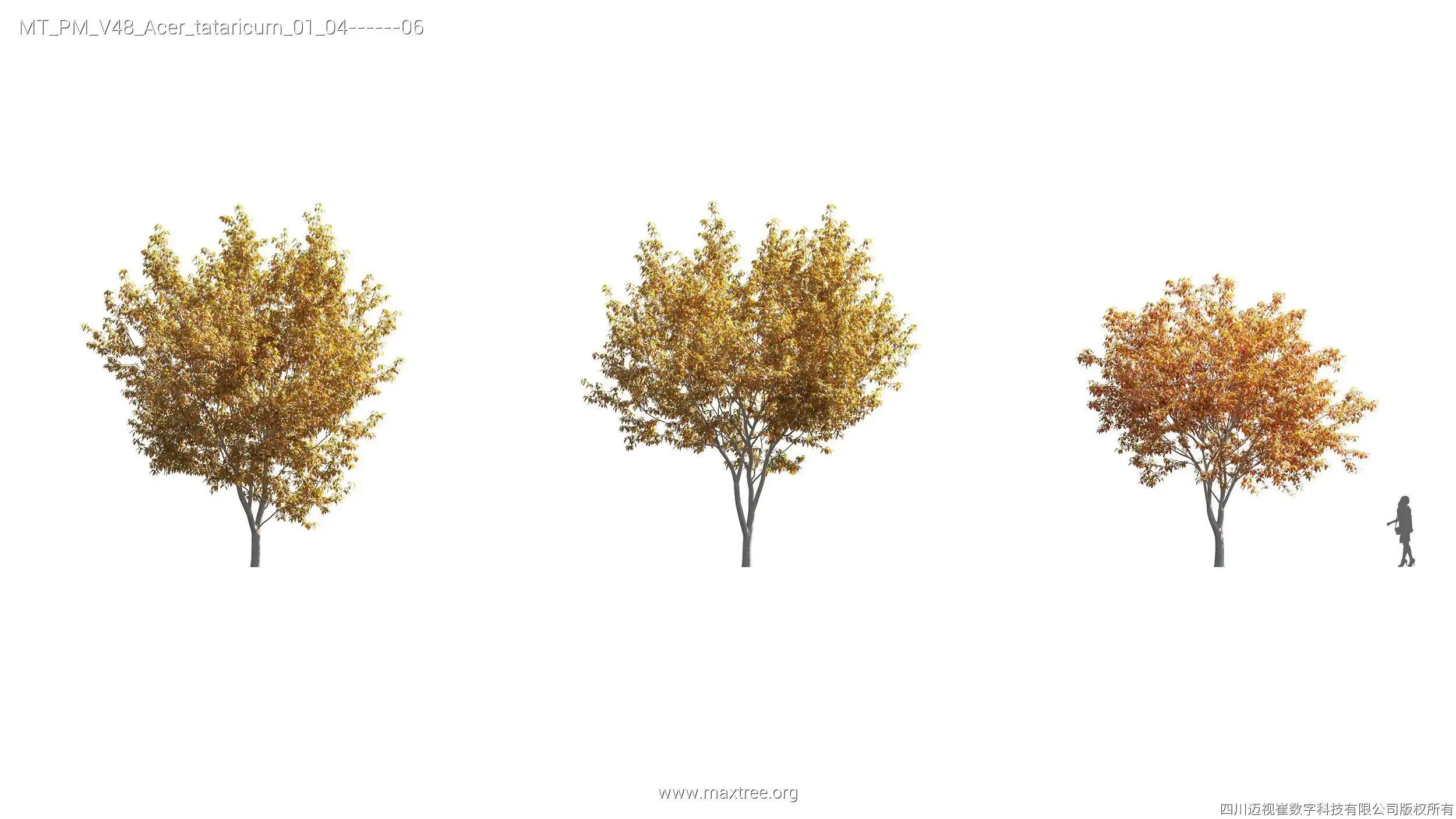 دانلود مدل سه بعدی درخت پاییزی - 8
