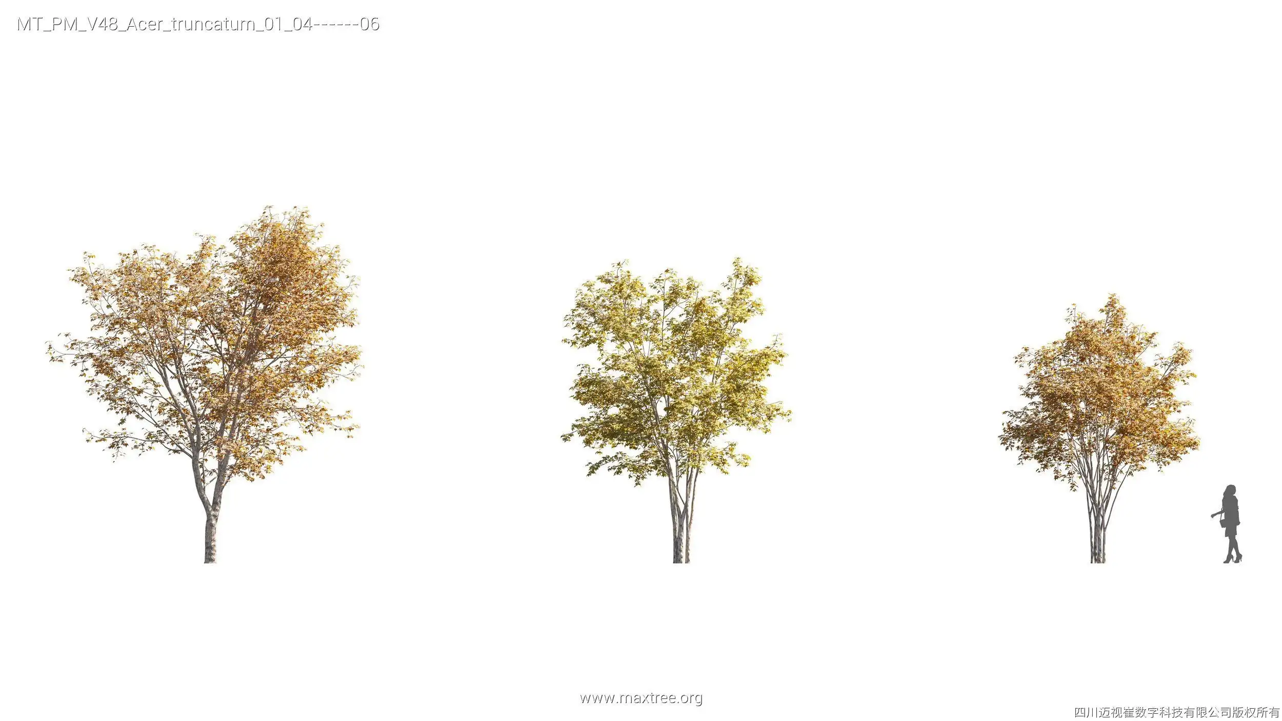 دانلود مدل سه بعدی درخت پاییزی - 10