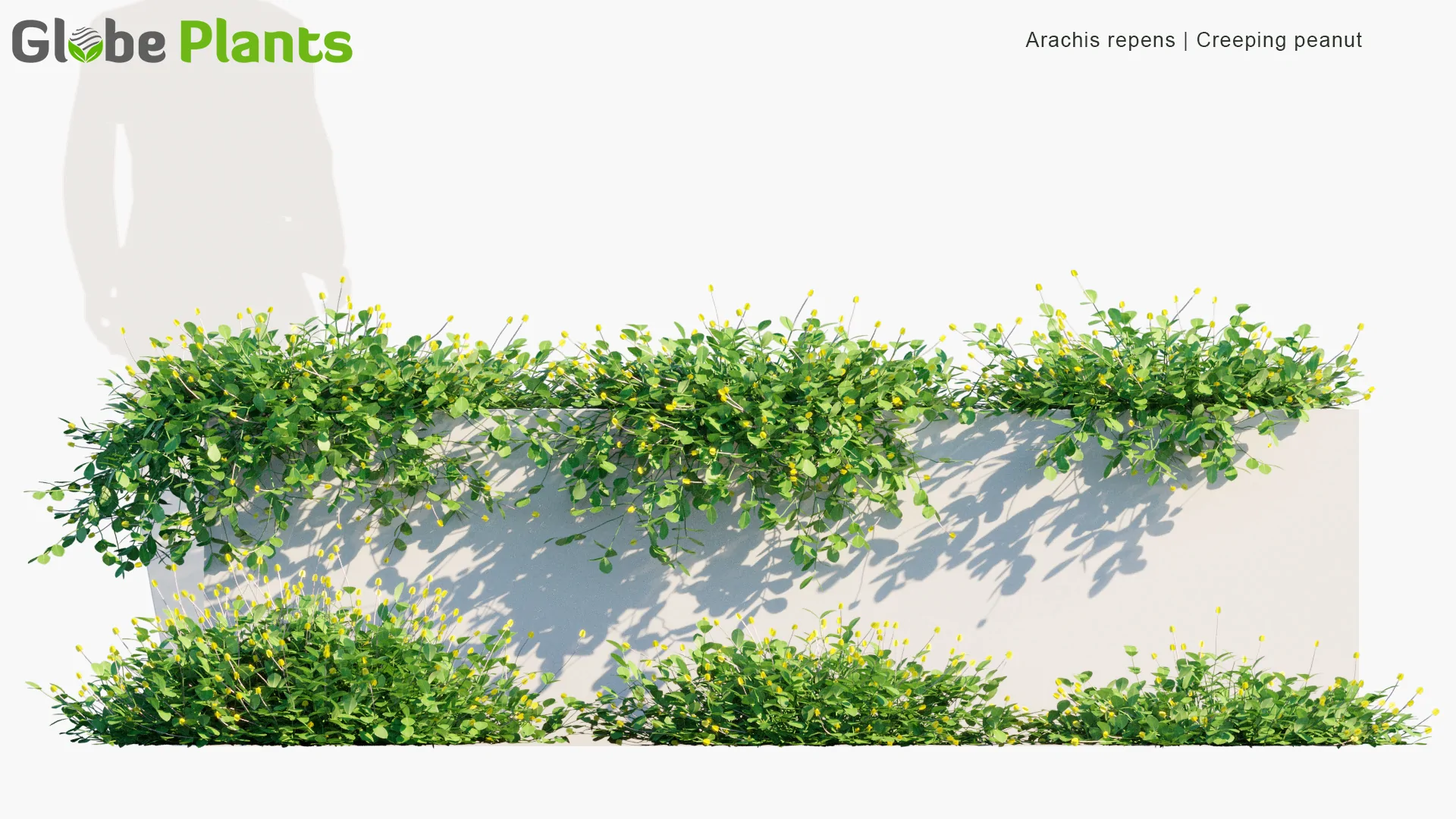 مدل سه بعدی گیاهان باغ خانه برزیلی - 4