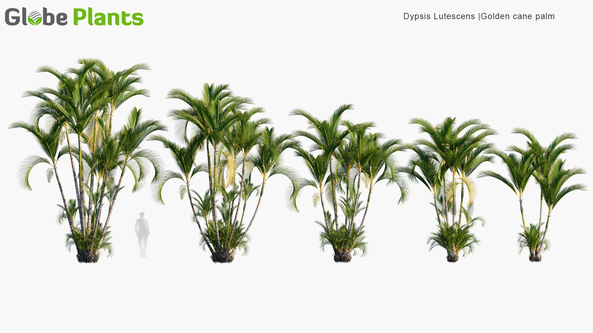 مدل سه بعدی گیاهان باغ خانه برزیلی - 10
