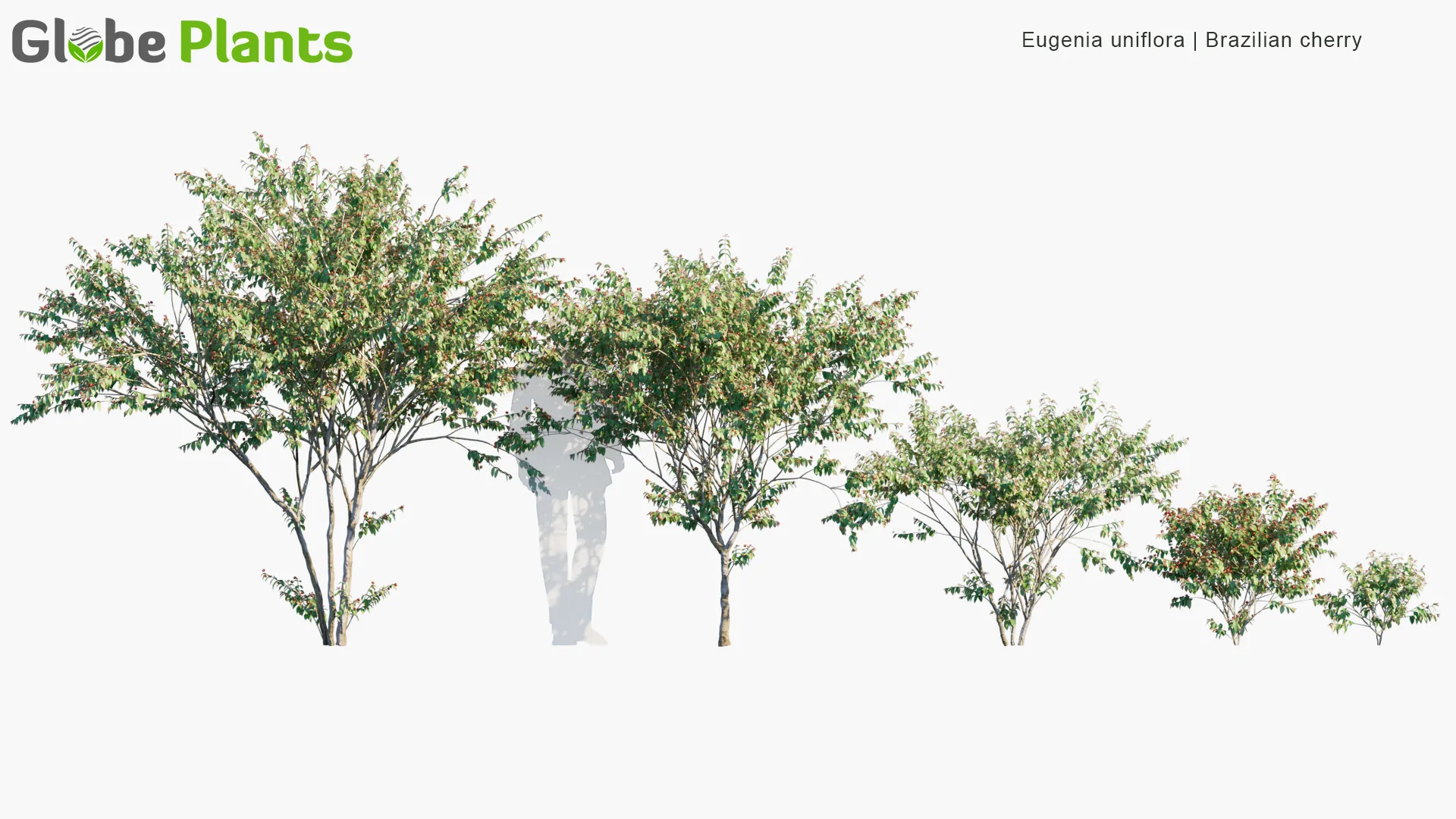 مدل سه بعدی گیاهان باغ خانه برزیلی - 12