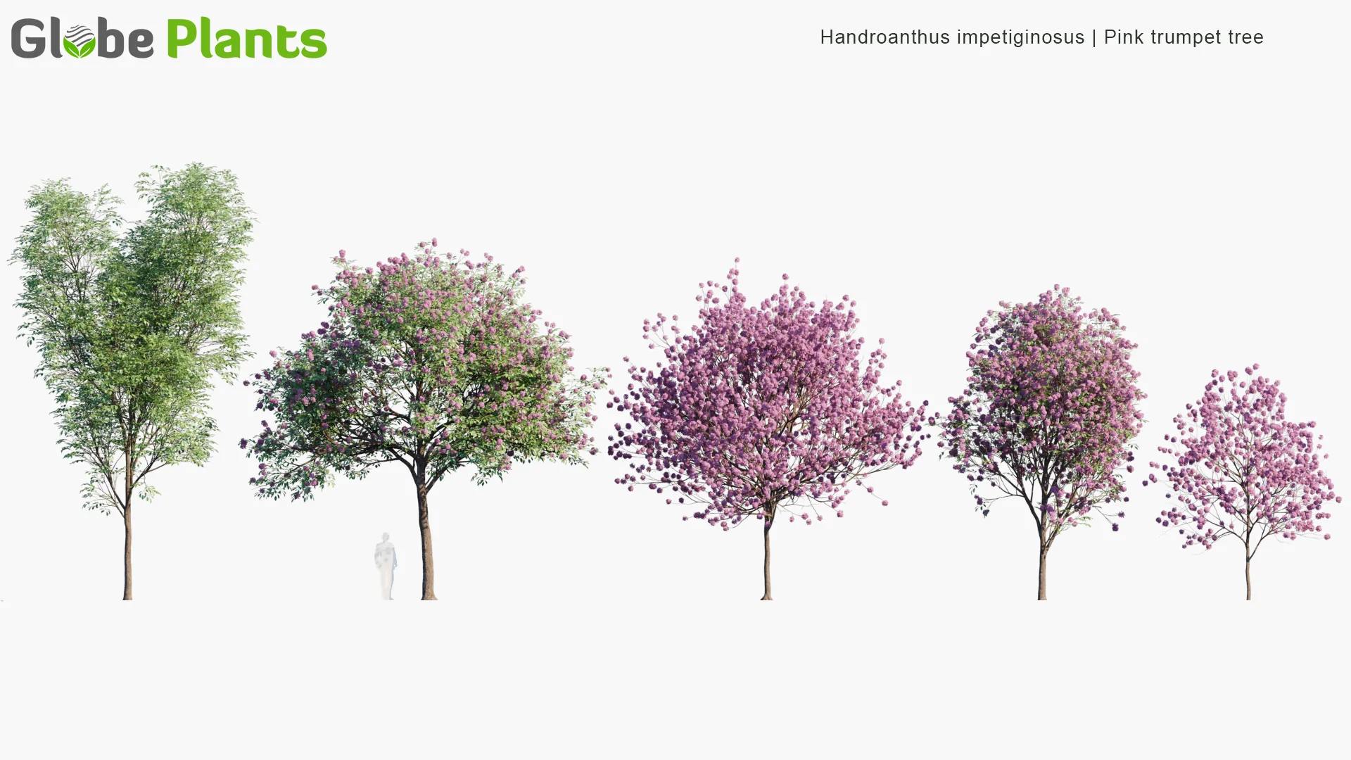 مدل سه بعدی گیاهان باغ خانه برزیلی - 14