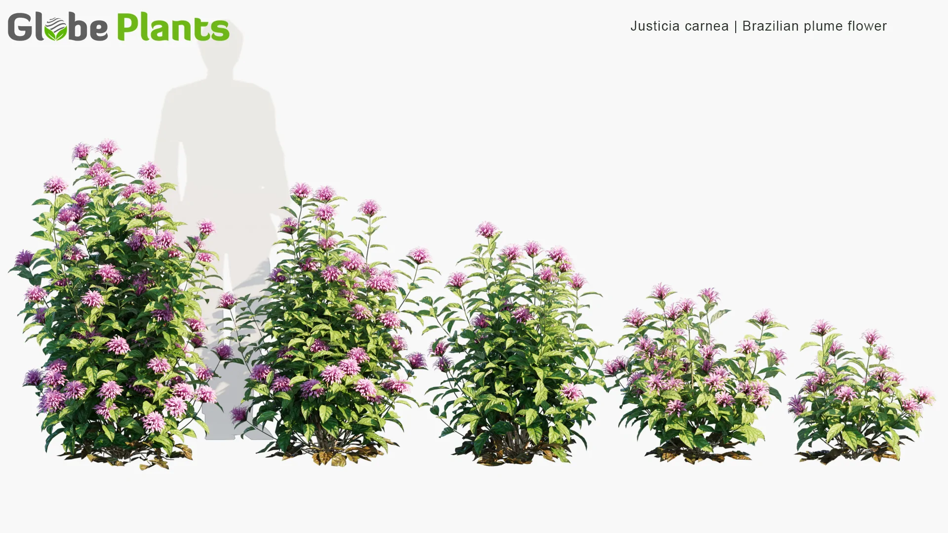 مدل سه بعدی گیاهان باغ خانه برزیلی - 18