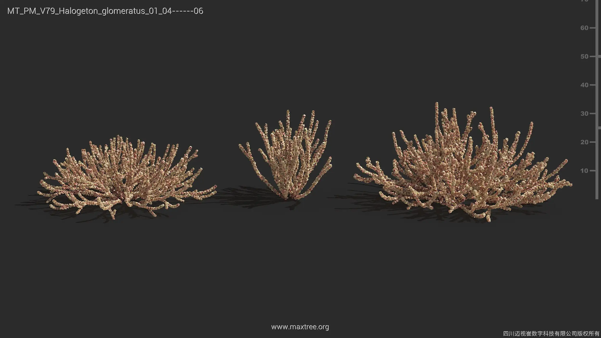 مدل سه بعدی گیاهان بیابانی - 12