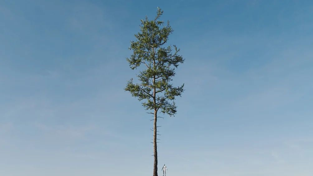 مدل سه بعدی درخت کاج اسکاتلندی - 8