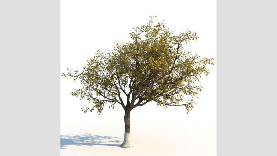 مدل سه بعدی درخت پاییزی - 2