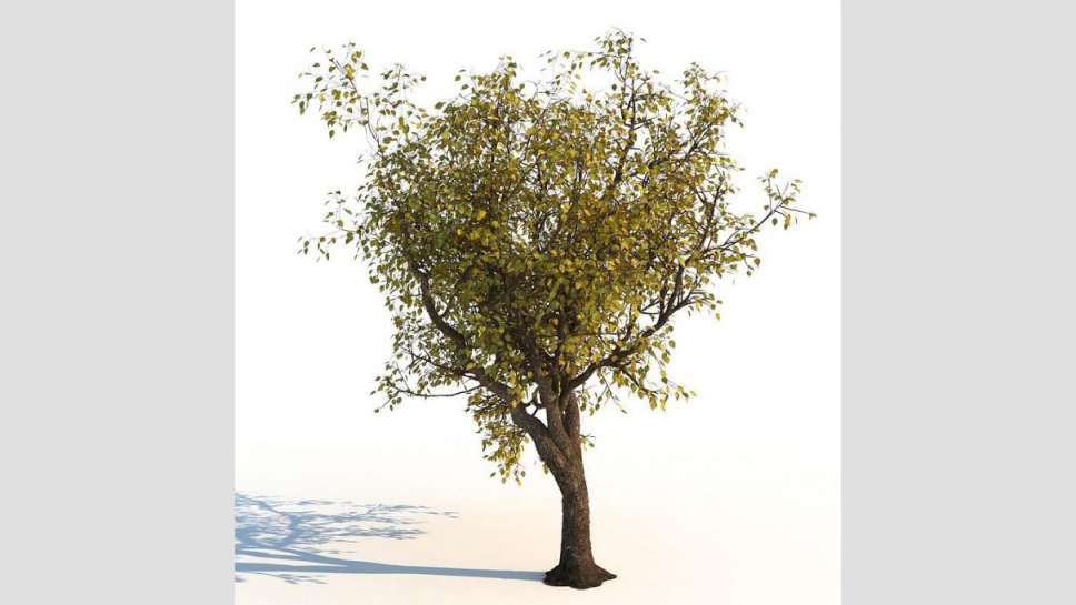 مدل سه بعدی درخت پاییزی - 4
