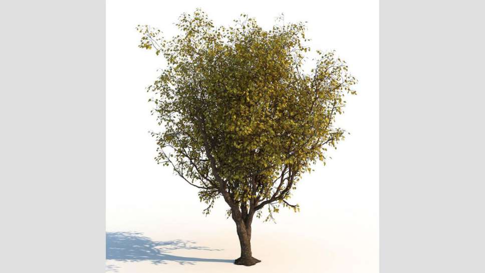 مدل سه بعدی درخت پاییزی - 6