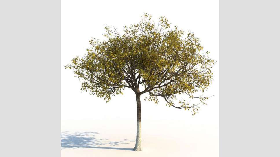 مدل سه بعدی درخت پاییزی - 8