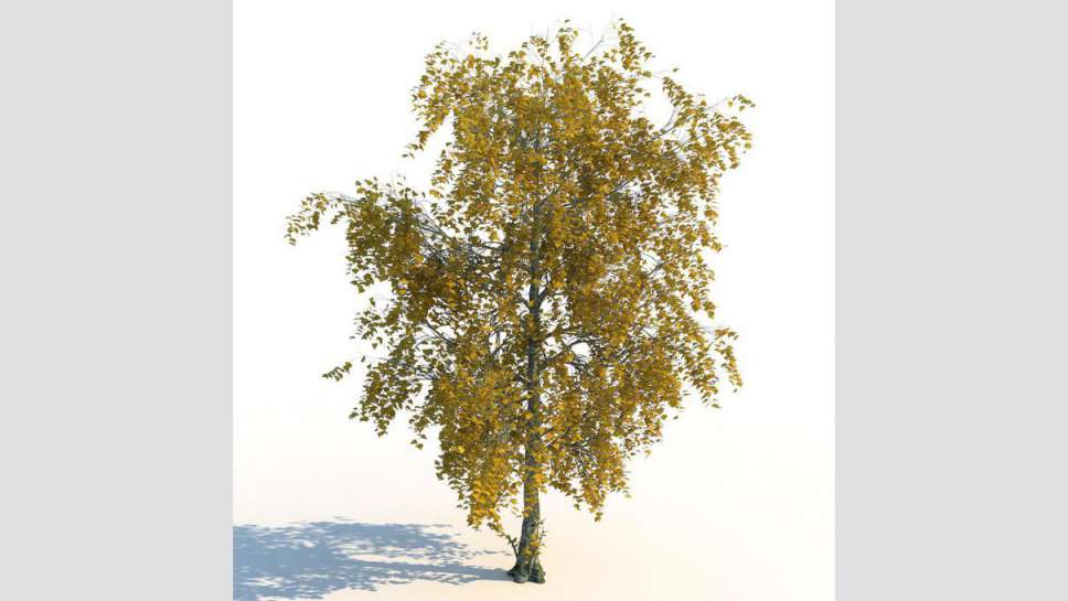 مدل سه بعدی درخت پاییزی - 12