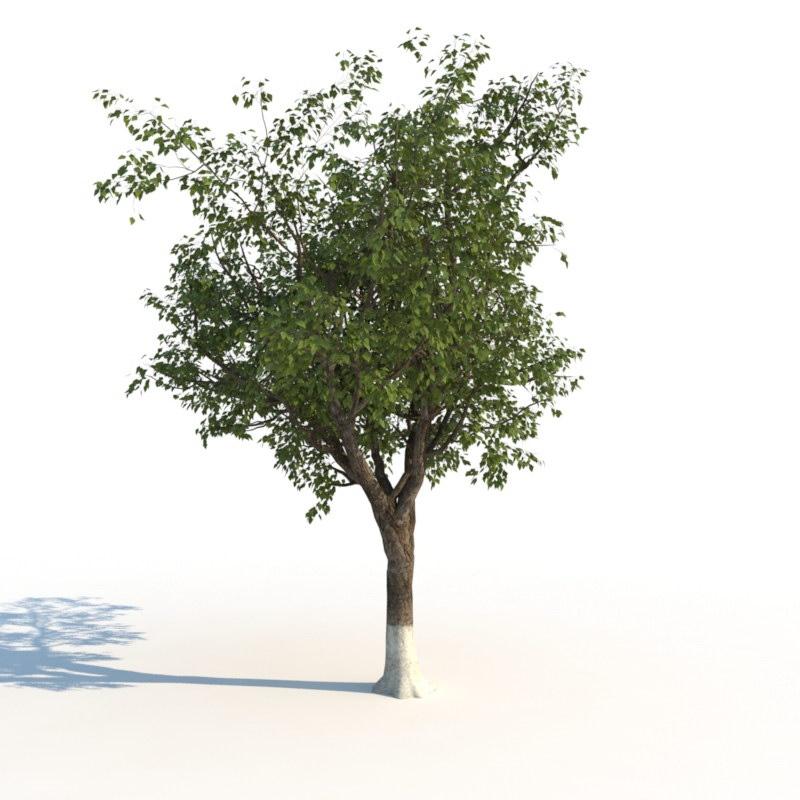مدل سه بعدی درخت تابستانی - 2