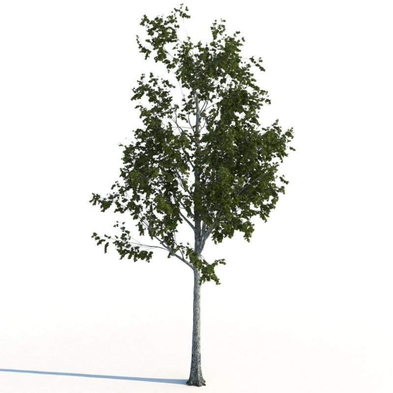 مدل سه بعدی درخت تابستانی - 4