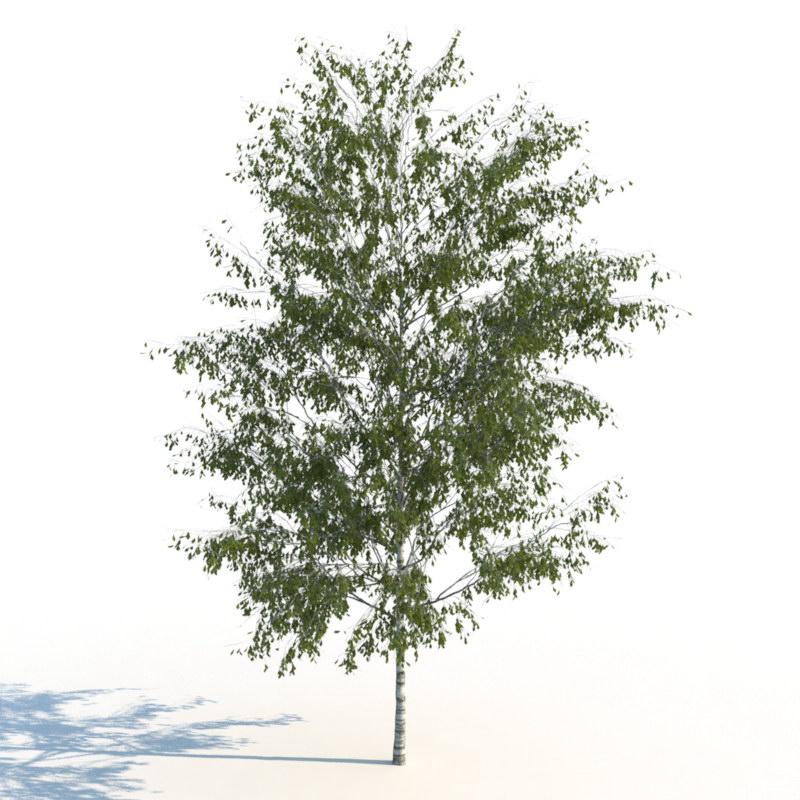 مدل سه بعدی درخت تابستانی - 6