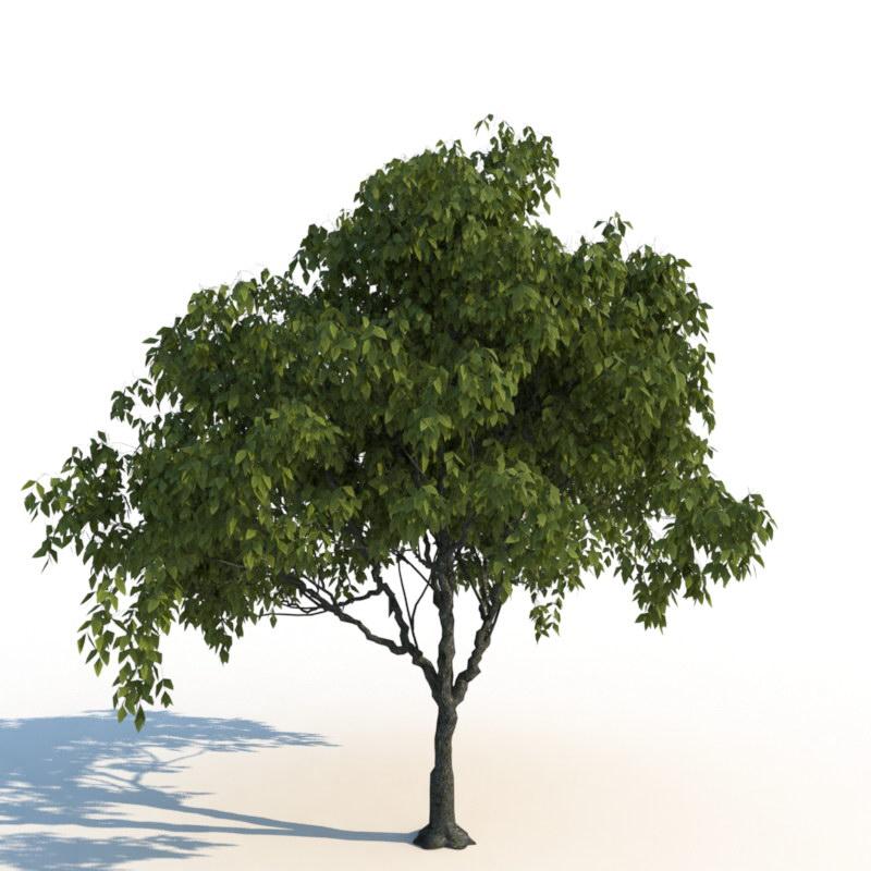 مدل سه بعدی درخت تابستانی - 8