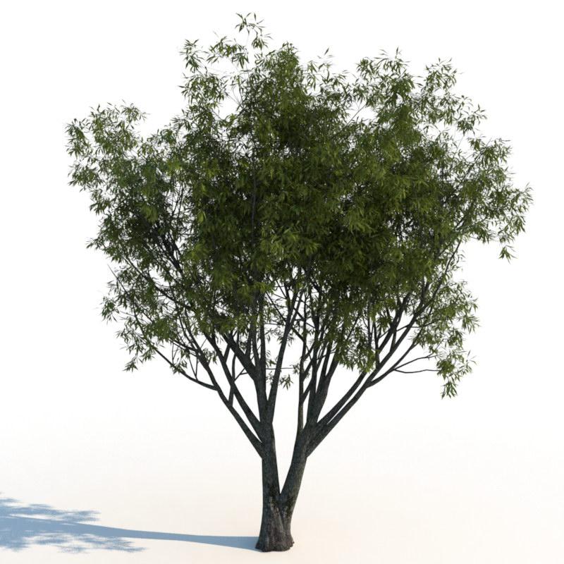 مدل سه بعدی درخت تابستانی - 10