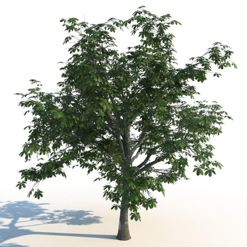 مدل سه بعدی درخت تابستانی - 12