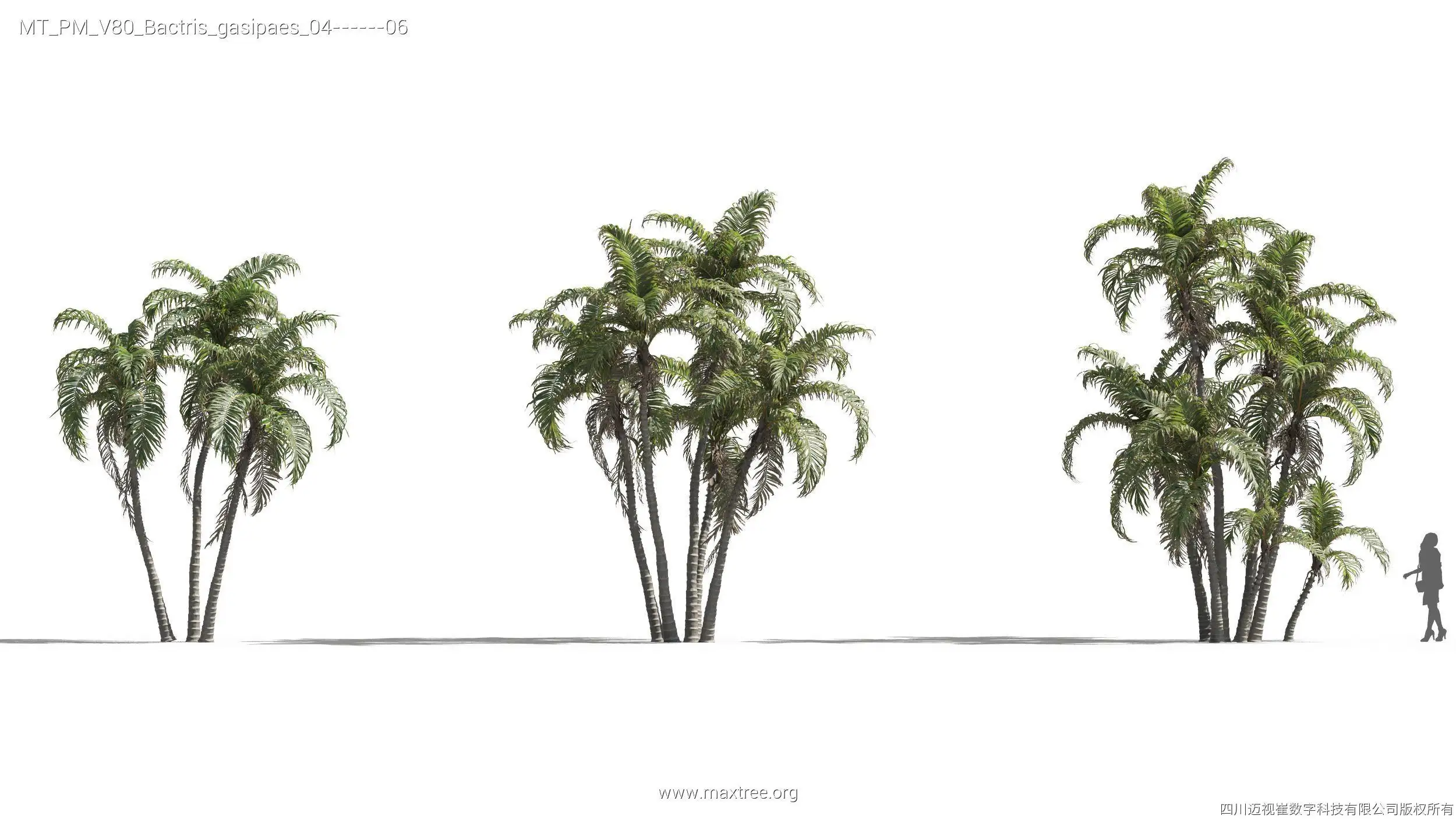 مدل سه بعدی گیاهان گرمسیری - 10