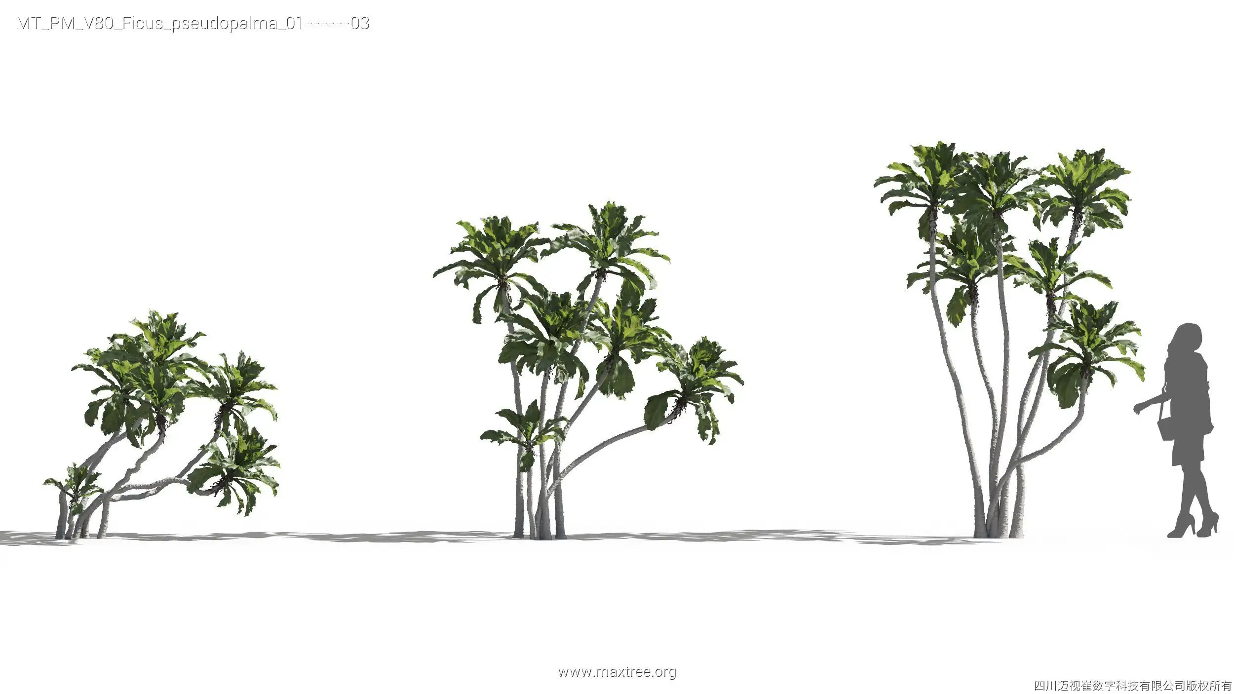 مدل سه بعدی گیاهان گرمسیری - 12