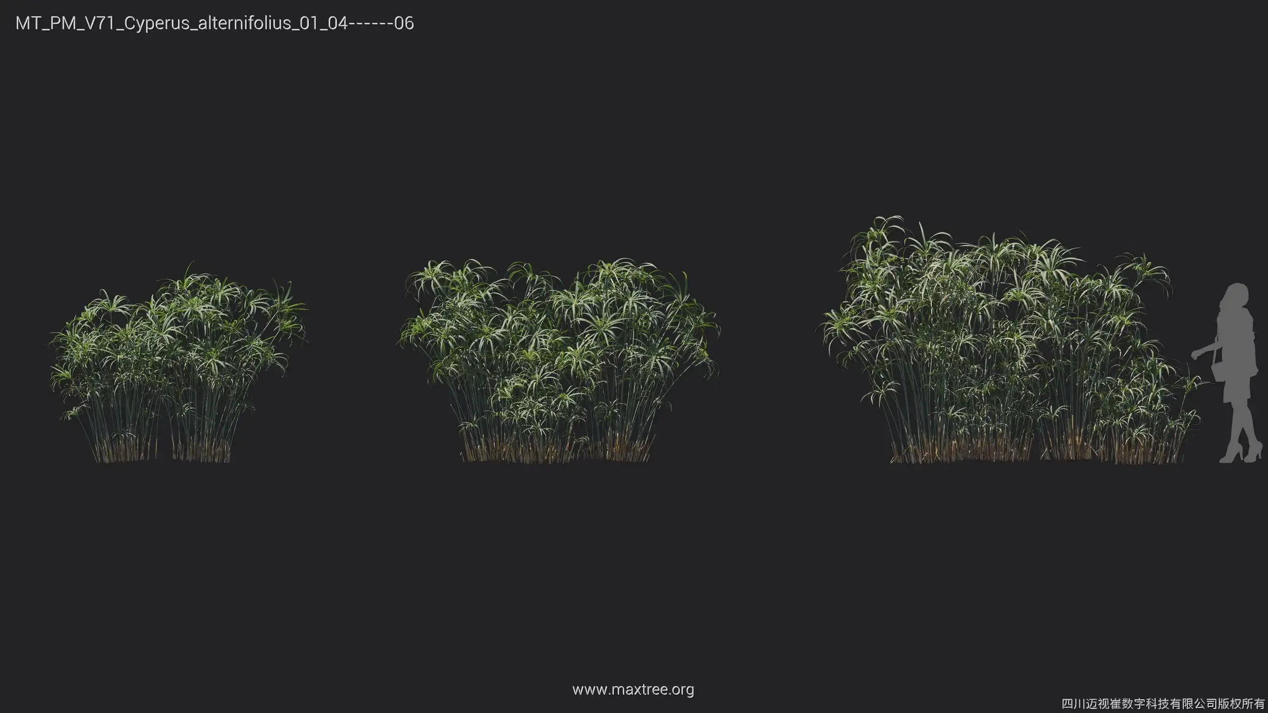 دانلود 72 مدل سه بعدی درخت گرمسیری - 8
