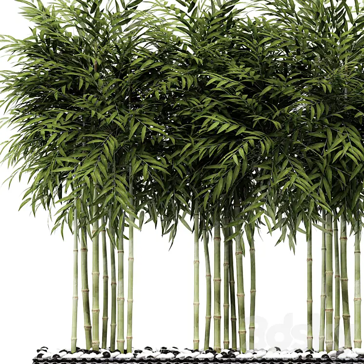 دانلود آبجکت گیاه بامبو 1 - 4