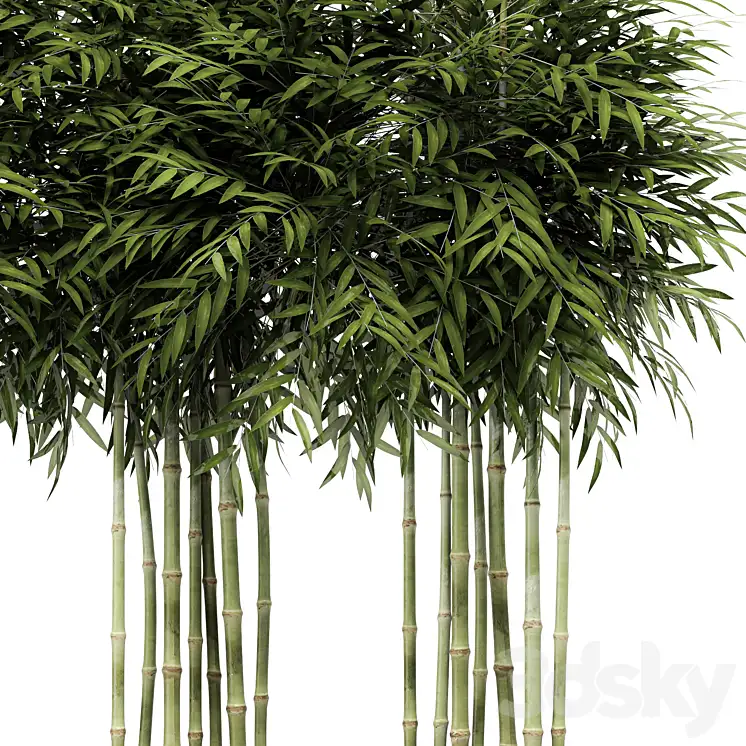 دانلود آبجکت گیاه بامبو 1 - 6
