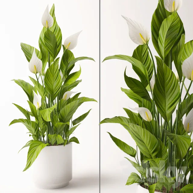 مدل سه بعدی گیاهان آپارتمانی 2 - 6