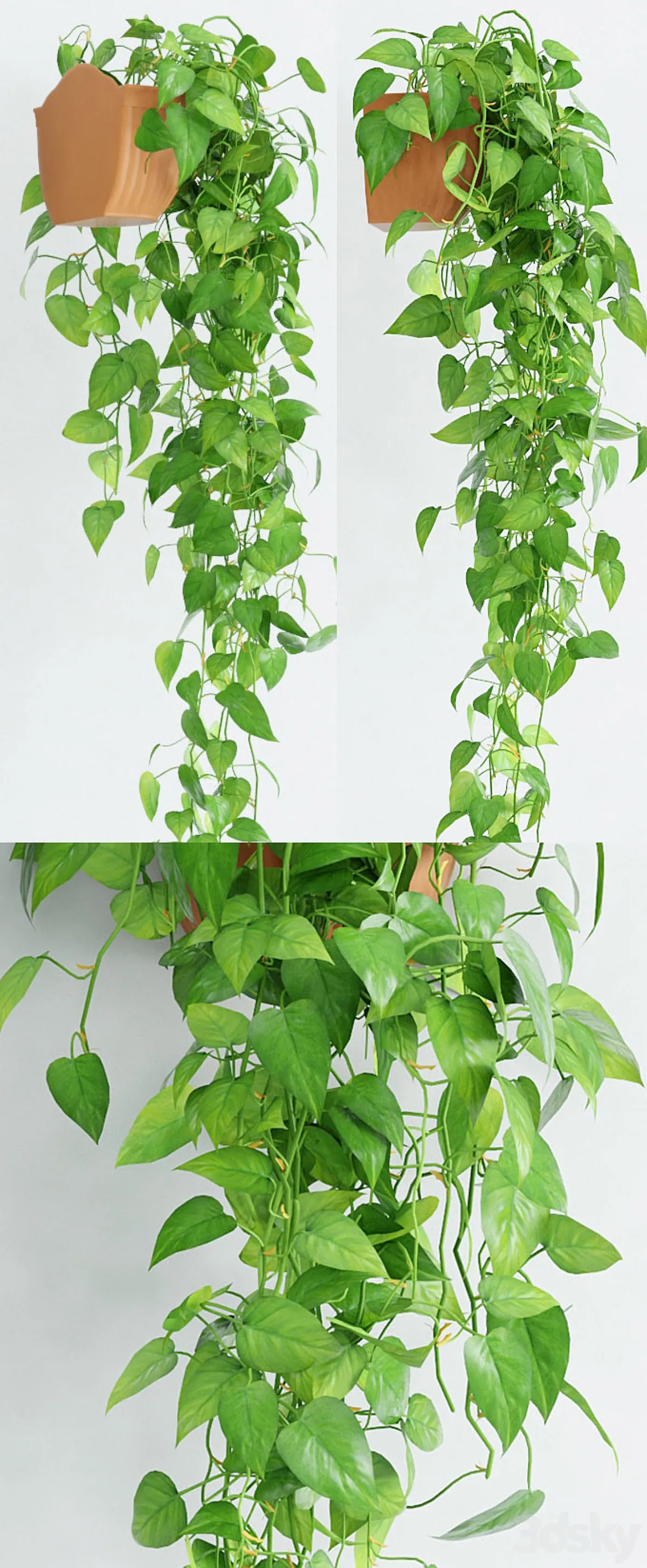 مدل سه بعدی گیاهان آپارتمانی 22 - 4