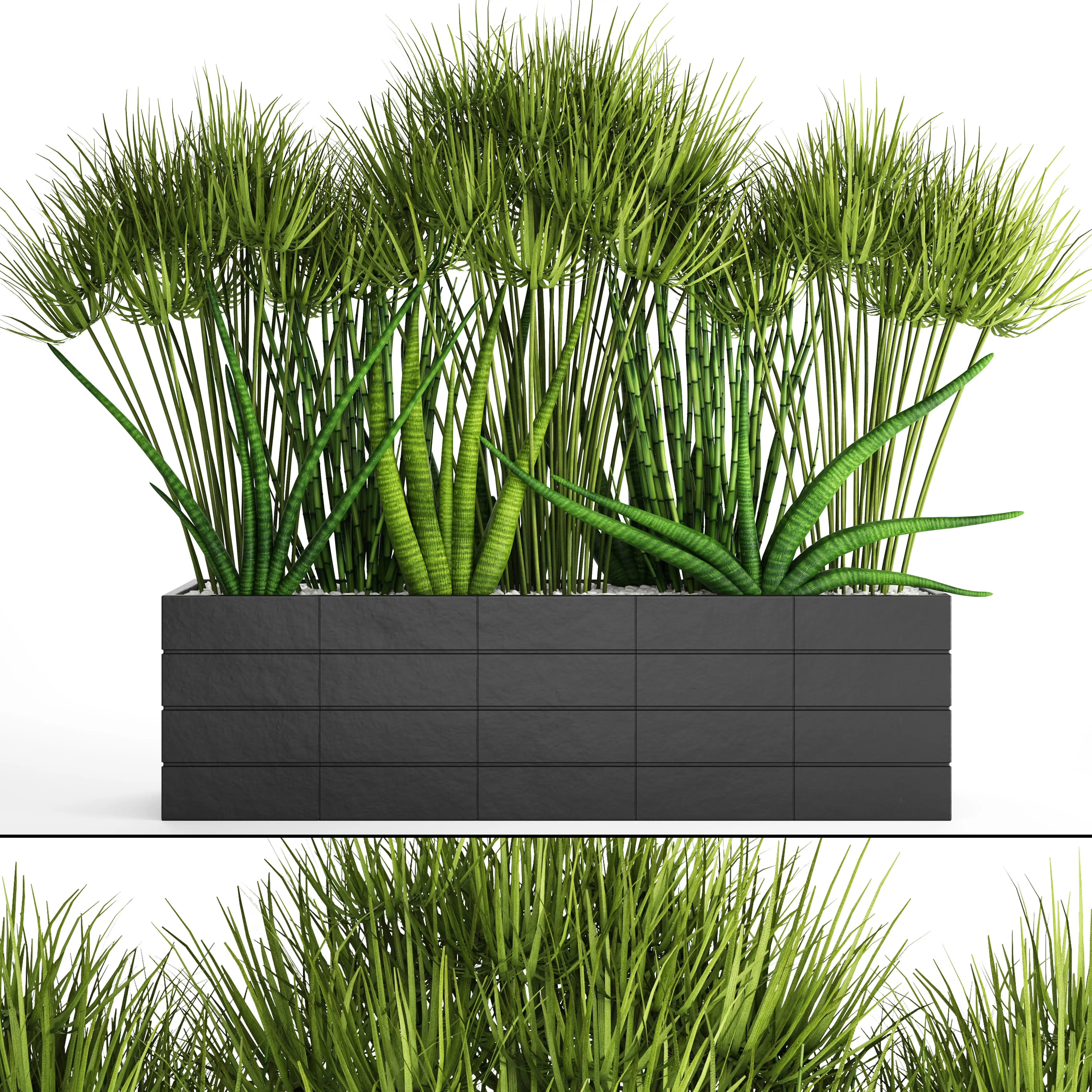 دانلود مدل سه بعدی گیاهان آپارتمانی 40 - 2