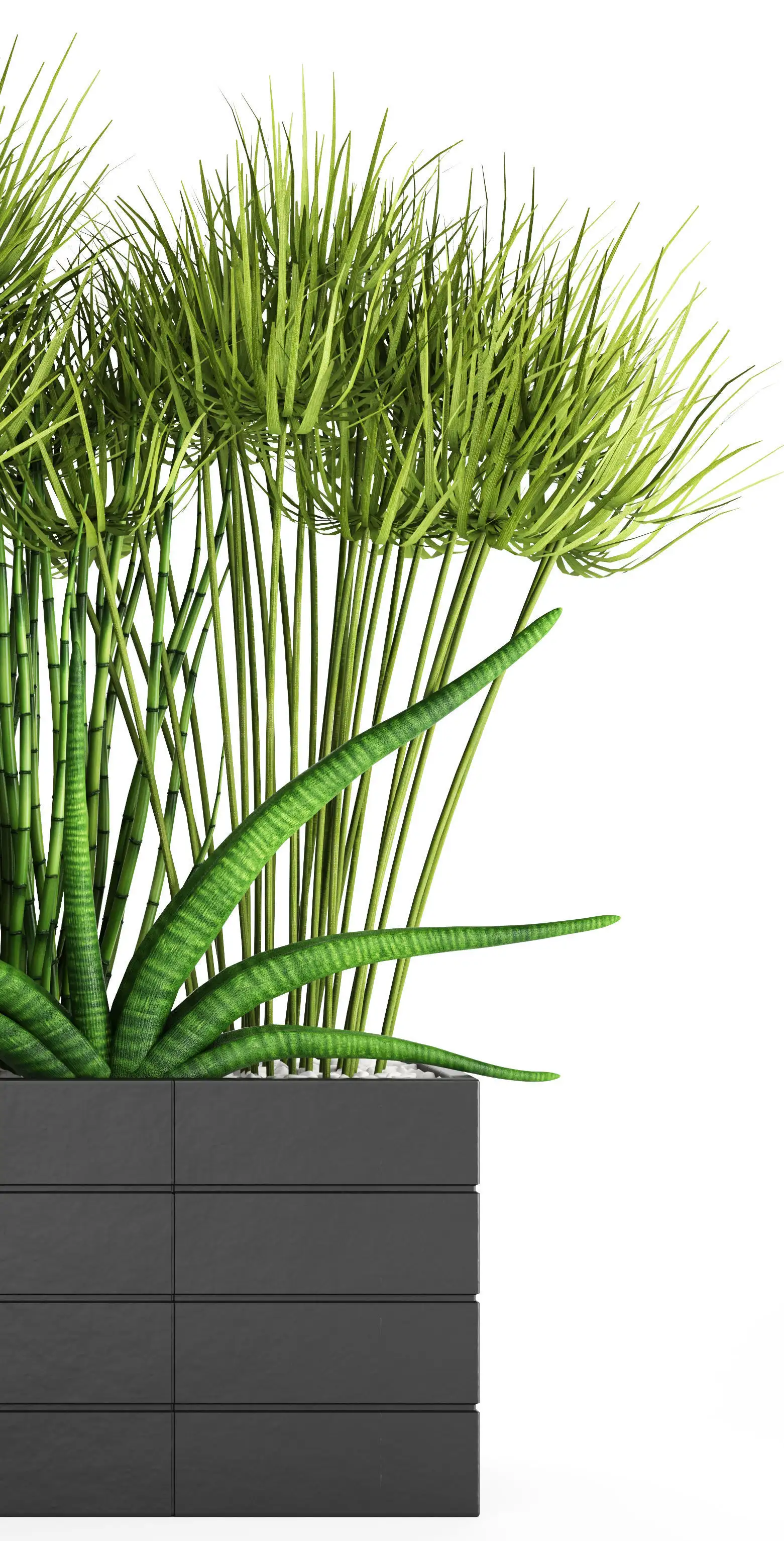 دانلود مدل سه بعدی گیاهان آپارتمانی 40 - 18