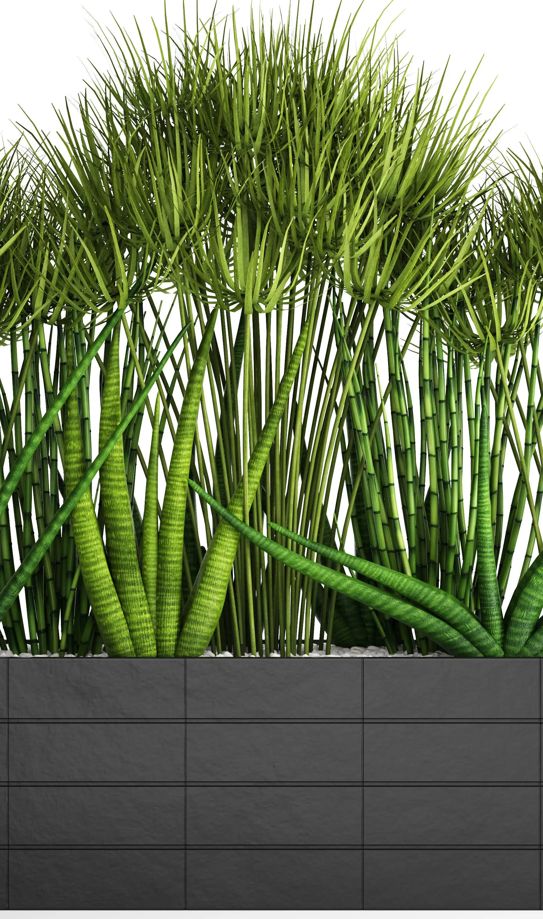 دانلود مدل سه بعدی گیاهان آپارتمانی 40 - 16