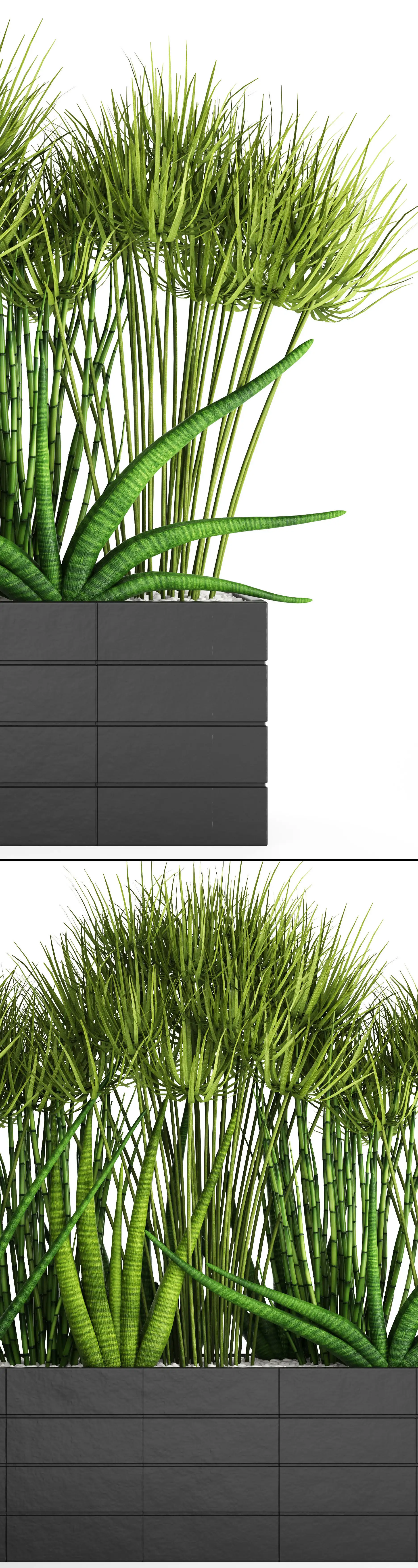 دانلود مدل سه بعدی گیاهان آپارتمانی 40 - 20