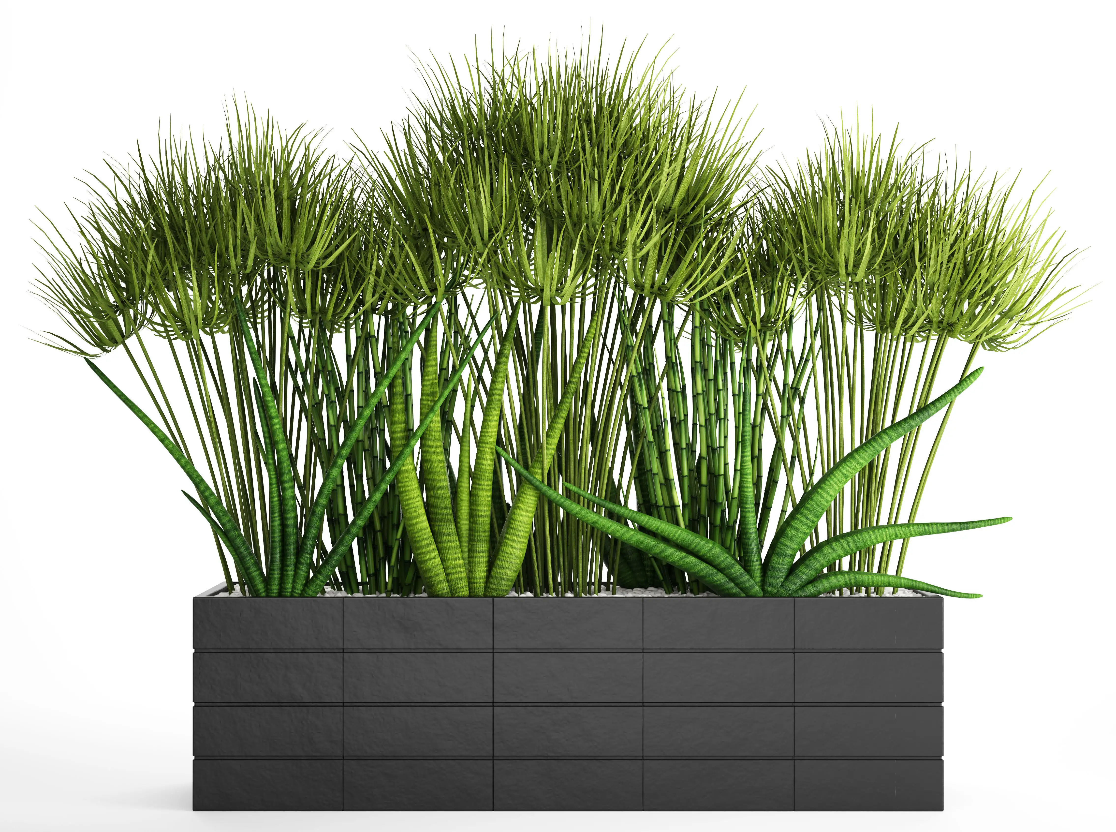 دانلود مدل سه بعدی گیاهان آپارتمانی 40 - 8