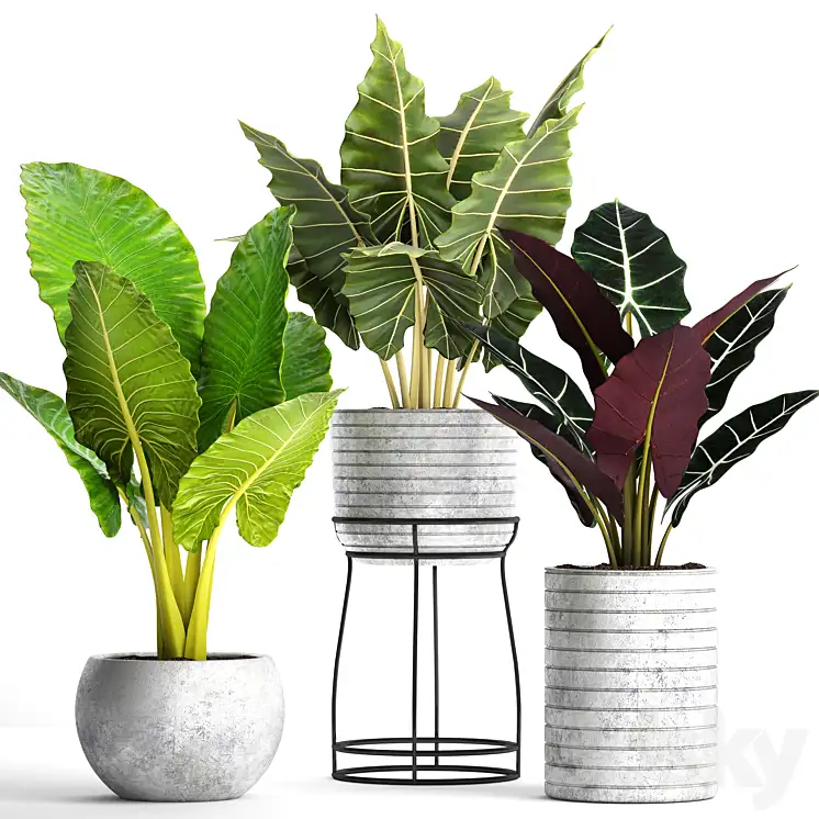دانلود مدل سه بعدی گیاهان آپارتمانی 44 - 2