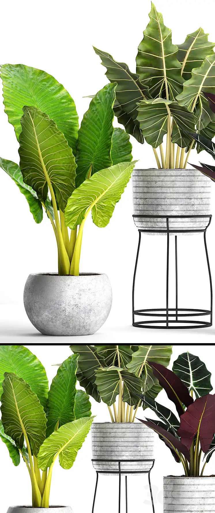 دانلود مدل سه بعدی گیاهان آپارتمانی 44 - 4