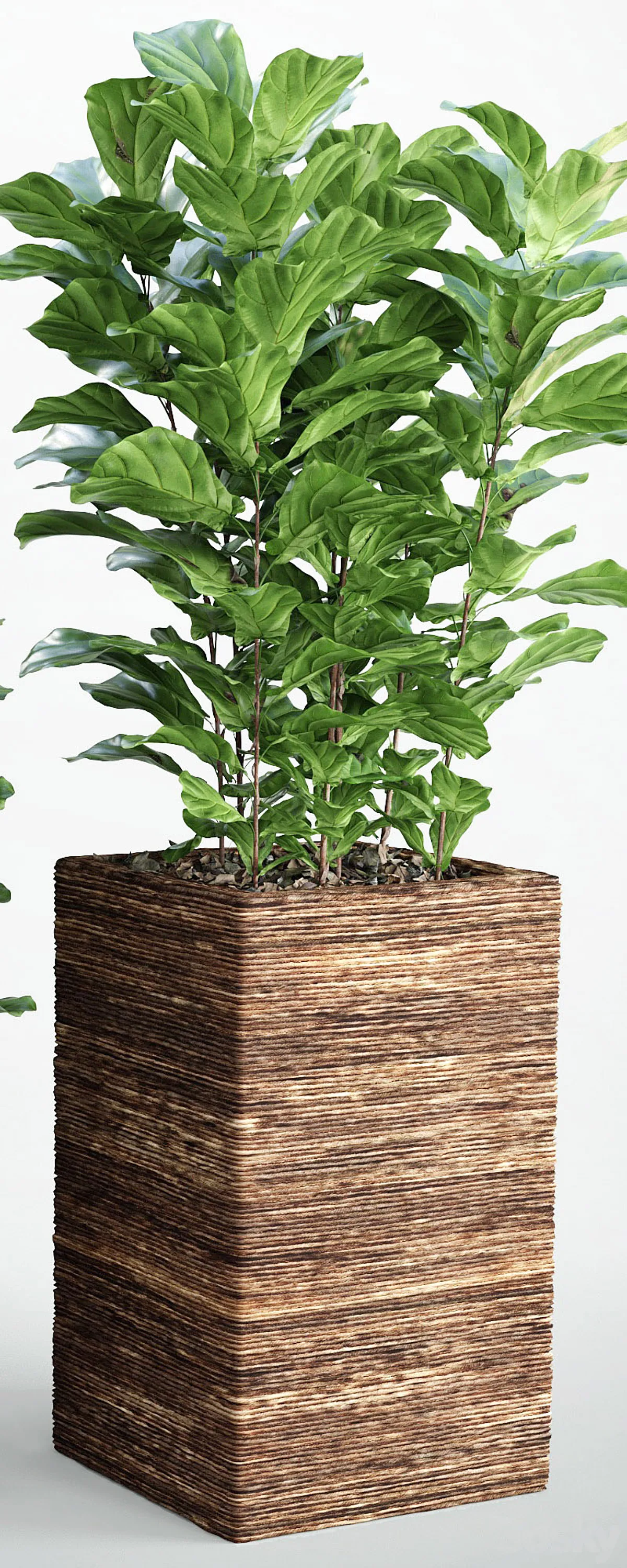 مدل سه بعدی گیاهان آپارتمانی 6 - 4