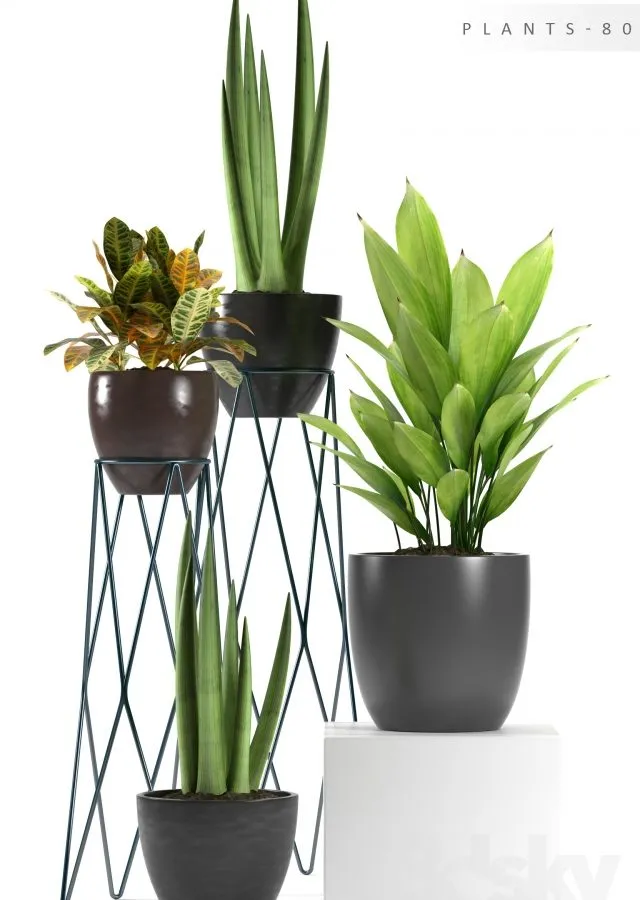 مدل سه بعدی گیاهان گلدانی 6 - 2