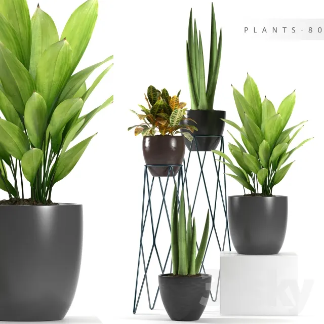 مدل سه بعدی گیاهان گلدانی 6 - 4